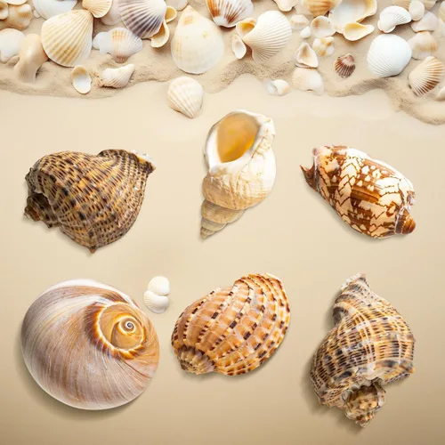 Miniatura 4 de 6 conchas grandes de cangrejo ermitaño, concha natural de concha de mar de 2.8 a 3.9 pulgadas, tamaño de apertura de 1.5 a 2.5 pulgadas, conchas