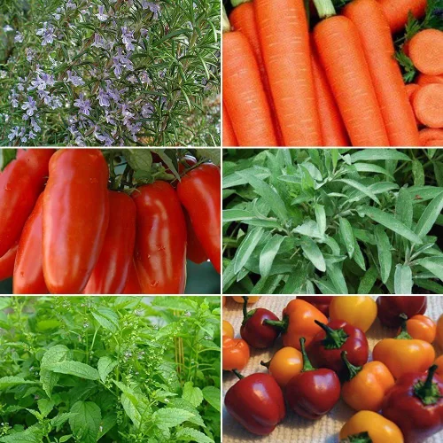 Heirloom Vegetable & Herb Seeds Collection #6 - A 6 Variety Pack of Seeds for Your Garden! FROZEN SEED CAPSULES - The Very Best in Long-Term Seed