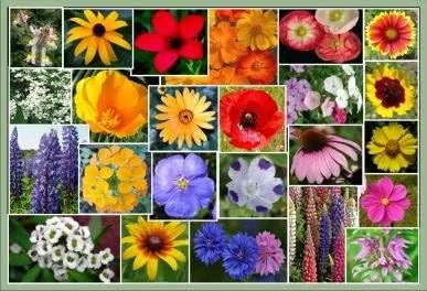 Miniatura 8 de Mezcla de semillas de flores silvestres del sudeste a granel sin OMG 450,000 semillas (1 libra)