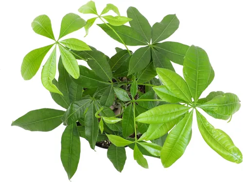 Miniatura 2 de Planta de interior de árbol de dinero vivo en maceta de cultivo de 6 pulgadas, planta purificadora de aire, fácil cuidado para principiantes