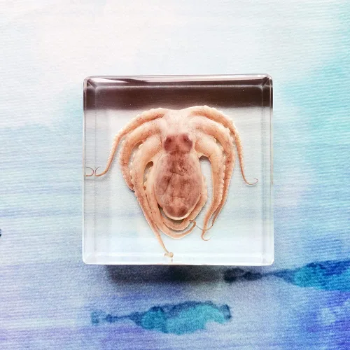 Miniatura 8 de Muestras de pulpo reales en manualidades de pisapapeles de resina, colección de taxidermia de animales para educación científica y adorno