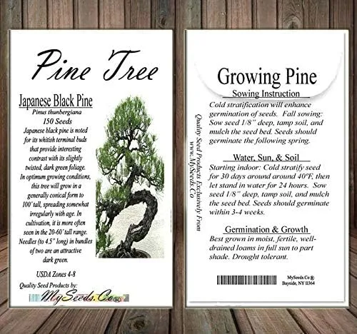 Miniatura 5 de Semillas para árbol de pino sin transgénicos de MySeeds.Co