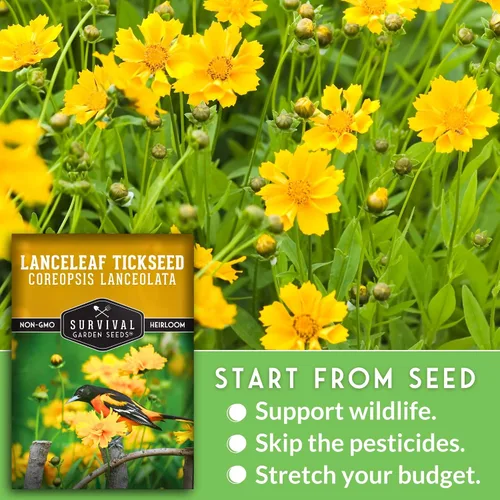 Miniatura 4 de Semillas de garrapata native Lanceleaf para plantar (Coreopsis Lanceolata) Flores amarillas doradas, flores silvestres tolerantes al calor