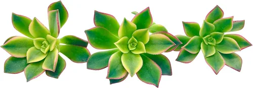 Miniatura 2 de Esquejes de Suculentas Vivas (3, Aeonium 'Kiwi' Tricolor), Plantas Suculentas Vivas, Planta Suculenta SIN Raíces, Plantas de Casa Vivas Decoración