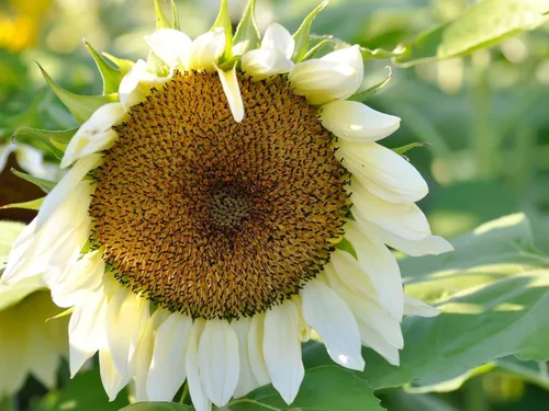 Miniatura 4 de Mezcla de semillas de girasol de reliquia de color rosa, morado, rojo, amarillo, mezcla de variedades enanas gigantes, 100
