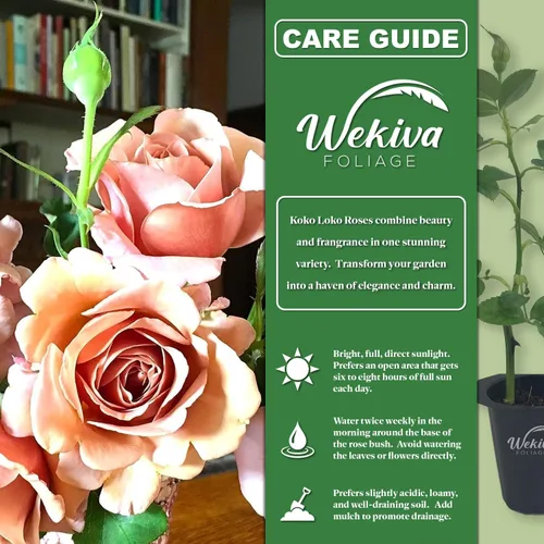Miniatura 2 de Koko Loko Rose Bush - 2 plantas de inicio vivas en macetas de 2 pulgadas, hermosas rosas de Florida, una rosa ornamental increíblemente hermosa
