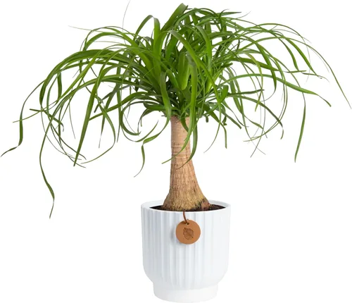 Costa Farms Palma de Cola de Caballo, Planta Viva en Maceta Decorativa, Fácil de Mantener, Planta de Interior Perfecta para el Hogar, Habitación u