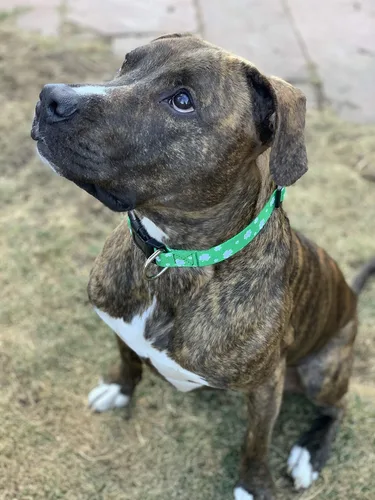 Miniatura 7 de Collar para perro de San Patricio de Native Pup - Collares para mascotas de trébol de San Patricio verde - San Patricio irlandés de la suerte - St.