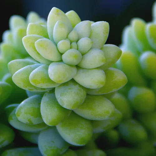 Miniatura 8 de Plants for Pets - Sedum Burrito de 6", plantas suculentas cola de burro, plantas suculentas Sedum vivas, plantas suculentas para el hogar, plantas