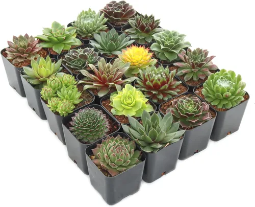 Miniatura 2 de Mountain Crest Gardens Sempervivum - Paquete variado de suculentas – 20 plantas de roseta vivas resistentes, sin repeticiones, enraizadas en macetas