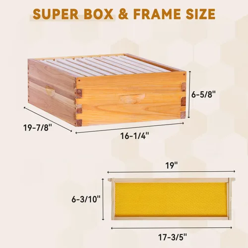 Miniatura 6 de POLLIBEE Colmena de abejas de 10 marcos, kit de colmena recubierta de cera de abeja para el cuidador de abejas, colmena completa incluye 1 caja