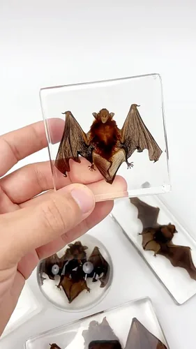 Miniatura 3 de Especímenes de murciélago reales, especímenes de animales de resina, cráneos de animales, peculiaridades, biología, para entusiastas de muestras