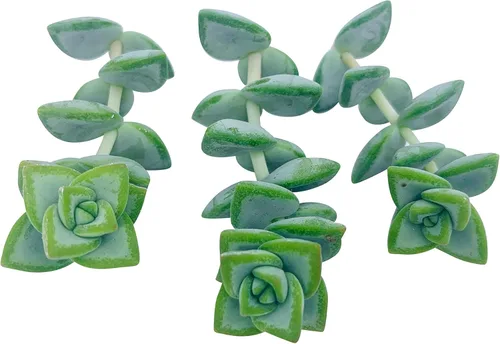 Miniatura 3 de Tallos de suculentas vivas (3 Crassula Rupestris), plantas suculentas vivas, planta suculenta sin raíces, plantas de interior vivas para decoración