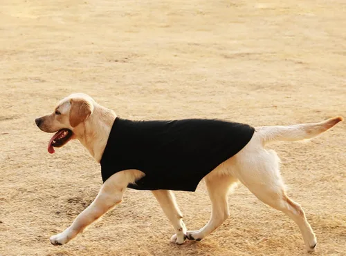 Miniatura 8 de Camisas ligeras para perros, ropa de algodón fresca para chihuahuas para perritos pequeños extra, ropa transpirable para el sol para perritos Blanco