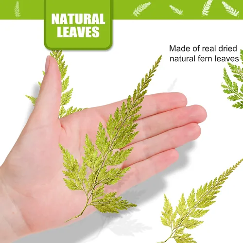 Miniatura 2 de ALJ Hojas de helecho secas reales, 42 hojas de helechos prensadas amarillas naturales para arte de resina, decoración de adornos de manualidades