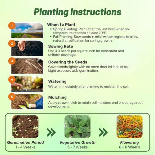 Miniatura 4 de Outsidepride All Sorts Mix Rudbeckia Seeds - 100 unidades. Semillas de flores anuales, fáciles de cultivar y auto-siembradas para plantar flores