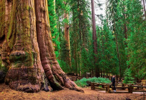 Miniatura 9 de 5 árboles jóvenes de secuoyas gigantes vivos (aprox. 1 pies a 1.5 pies de alto): gigante de la naturaleza en tu patio trasero
