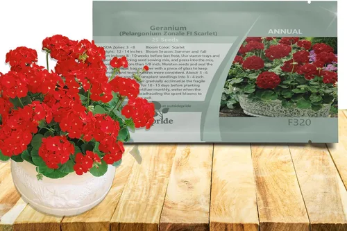 Miniatura 10 de Outsidepride Semillas de geranio bicolor rosa para plantar, 25 piezas anuales, tolerantes al calor y la sequía semillas de flores con follaje verde
