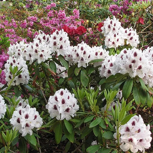 Miniatura 7 de Grandes plantas de rododendro blanco brillante de 1 galón vivas, plantas de azalea de 1 a 3 años de edad, arbustos vivos para plantar, muy bien