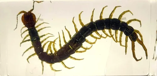 Miniatura 29 de 44mm Hormiga gigante tropical real en resina de lucita transparente cristalina, espécimen preservado Pseudoneoponera Rufipes, taxidermia