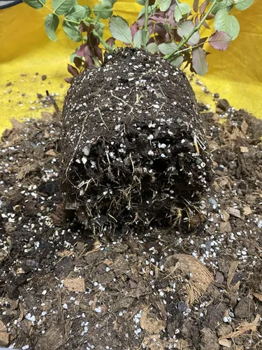 Miniatura 8 de Enmienda de suelo hortícola de perlita orgánica 50QT para plantas y drenaje mejorado Large Perlita