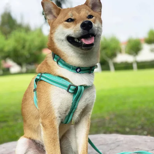Miniatura 8 de Blueberry Pet Essentials - Collar para perros pequeños a juego, ajustable, clásico, de nailon, color sólido, para perros pequeños, collar
