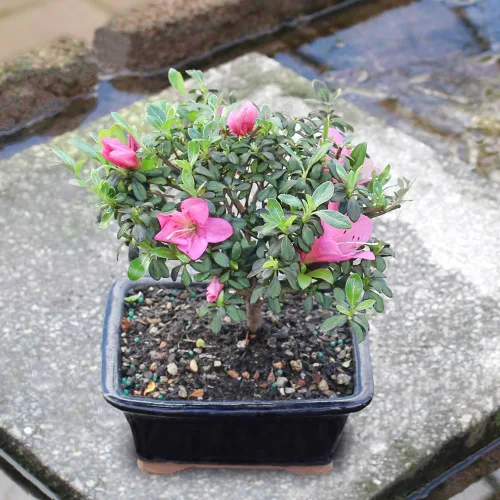 Miniatura 7 de Brussel's Bonsai Live Satsuki Azalea - Árbol bonsái con flores – Pequeño, 5 años, 5 a 8 pulgadas – Bonsai al aire libre en maceta de cerámica