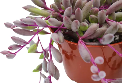 Miniatura 9 de Suculenta Viva Othonna Capensis Collar de Rubí de 4 pulgadas, Plantas Suculentas Vivas, Plantas Suculentas Totalmente Enraizadas, Planta