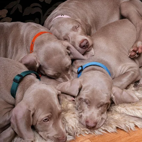 Miniatura 3 de Okuna Outpost Collares para cachorros, hebilla de liberación rápida, collar de identificación ajustable con código de color, 6.5-10 pulgadas