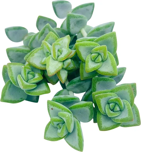 Miniatura 2 de Tallos de suculentas vivas (3 Crassula Rupestris), plantas suculentas vivas, planta suculenta sin raíces, plantas de interior vivas para decoración