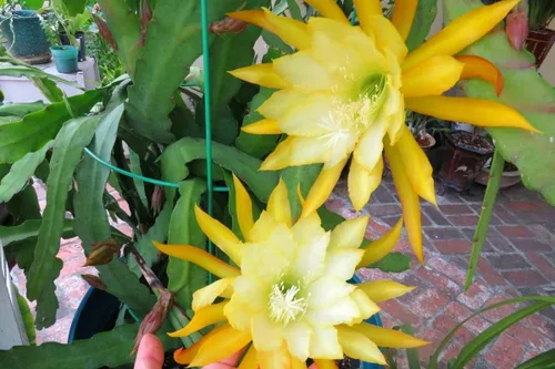 Miniatura 3 de Corte de cactus de orquídea Epiphyllum amarilla, 8 pulgadas a 10 pulgadas de largo, planta suculenta viva, sin raíz