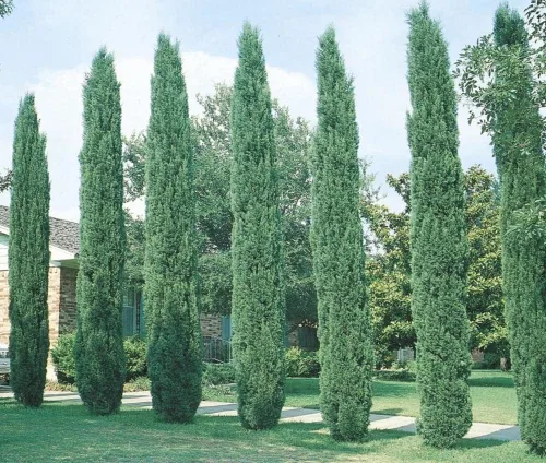 Miniatura 3 de Árbol de ciprés italiano 1 árbol extra grande de 3 galones Cupressus Sempervirens Plantas formales elegantes de estilo mediterráneo