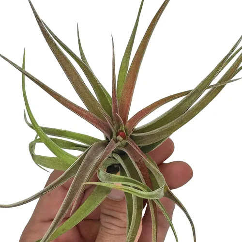 Miniatura 4 de ragnaroc Plantas de Aire - Tillandsia Brachycaulos Abdita, Grande 4-6" - 1 unidad - Llegada Viva Garantizada - Plantas de Casa para Decoración