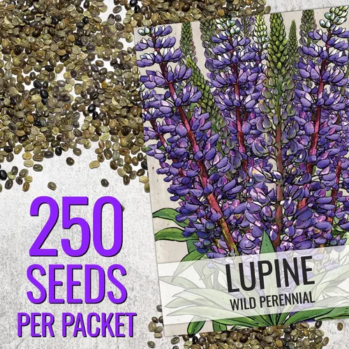 Miniatura 3 de Seed Needs Semillas silvestres perennes de altramuces para plantar reliquias y flores polinizadas abiertas, flores atractivas perfectas para un