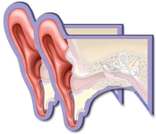 Miniatura 17 de Notas Adhesivas de Anatomía