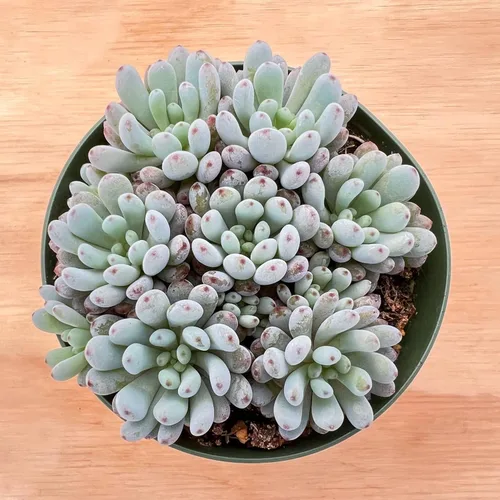 Suculenta Bluebean de 4 pulgadas, Plantas Suculentas Vivas Totalmente Enraizadas en Macetas con Tierra, Plantas de Casa de Fácil Cuidado para