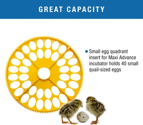 Miniatura 3 de Brinsea Inserto de cuadrante de huevos pequeños para sistema de incubadora Maxi Advance, se adapta a 40 huevos de tamaño de faisán o codorniz