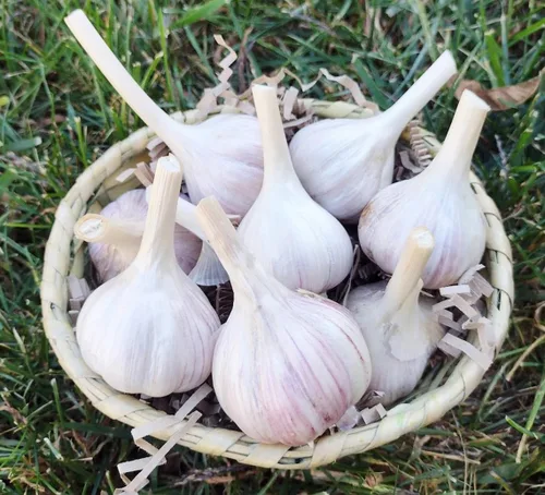 Miniatura 3 de Bulbos de ajo enteros – Enormes bulbos sin OMG para plantar en otoño o saborizar platos – listos para plantar o comer – (2 bombillas)