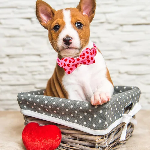 Miniatura 4 de Lionheart glory Collar de lazo para perro para el día de San Valentín, collar de perro para perros grandes, collares de perro con corazones con A