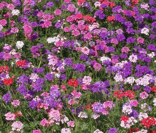 Miniatura 2 de 1000 semillas de flor de verbena de musgo verbena tenuisecta colores mezclados