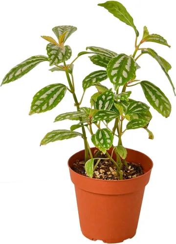 Miniatura 12 de Árbol del dinero 'Castaño de Guinea' Pachira Braid Planta viva para interior Diferentes plantas de interior en maceta de 4'' y 6'' Planta