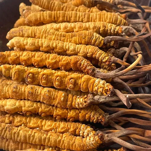 Miniatura 2 de Cordyceps Sinensis 100% salvaje del Himalaya Cordyceps Sinensis hongo de oruga china Cordyceps Sinensis Wild Cordyceps, Dong Chong Xia Cao, apoyo
