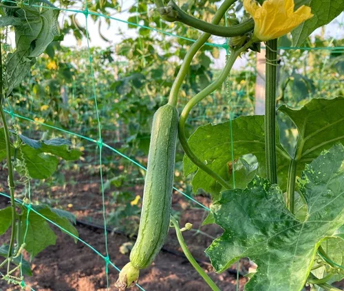 TomorrowSeeds - Semillas de calabaza Dok Smooth Luffa - Más de 10 unidades - para plantar 2025 Plato de esponja híbrida suave y largo pepino