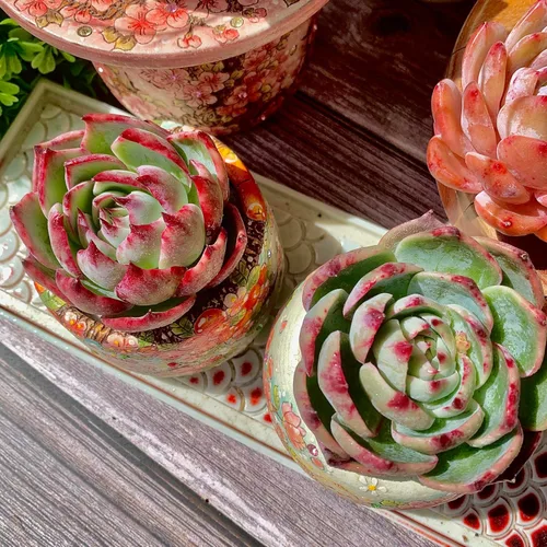 Miniatura 7 de Echeveria Agavoides Cassius - Kit de suculentas abigarradas, con maceta de plástico, 1 cabeza de planta viva de 2.5 pulgadas, suelo comprimido