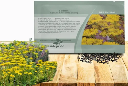 Outsidepride Ellacombianum Sedum Seeds - 1000 semillas perennes de cobertura del suelo para plantar, plantas suculentas resistentes al frío y