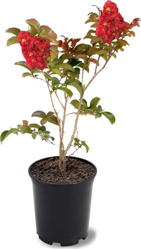 Miniatura 40 de American Plant Exchange Black Diamond Shell Pink Crape Myrtle Tree Live, maceta de 1 galón, 1-1.5 pies de alto, flores rosas vibrantes, tolerantes a