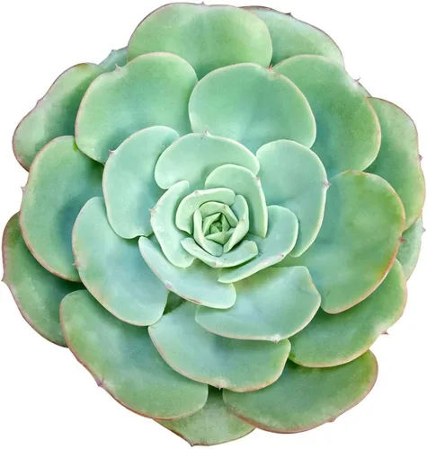 Miniatura 8 de Suculentas vivas Echeveria Elegans Bola de nieve mexicana de 4 pulgadas - Plantas suculentas vivas - Plantas suculentas raras vivas - Plantas Bola