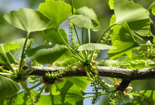 Miniatura 2 de Juego de 2 árboles de ginkgo en maceta de cuarto de galón, plantas de árbol de ginkgo bien enraizadas, listas para crecer, árboles de ginkgo de 1 a
