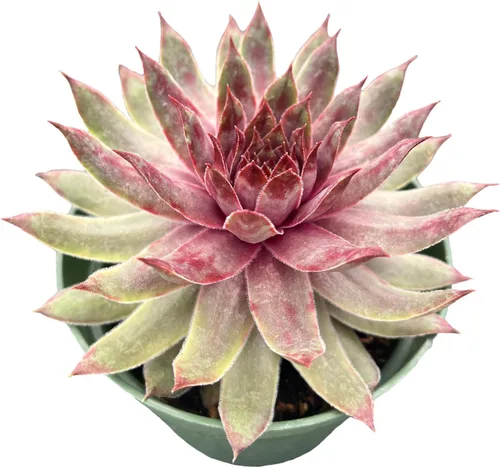 Miniatura 25 de Suculentas vivas "Baby Toes" (4 pulgadas), plantas suculentas totalmente enraizadas en macetas con tierra, planta de casa de fácil cuidado