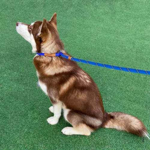 Miniatura 7 de Correa deslizante de 5 pies para perro, correa de cuerda resistente para perros pequeños, medianos y grandes, correa de entrenamiento sin tirones